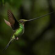 Colibri porte-épée