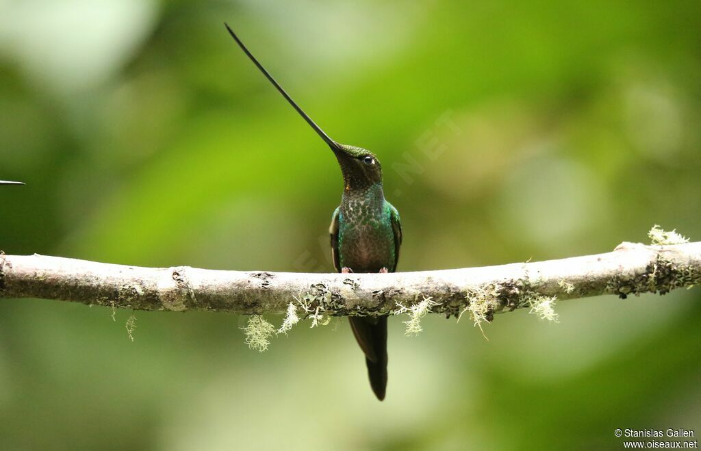 Colibri porte-épéeadulte