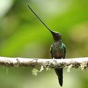 Sword-billed Hummingbird