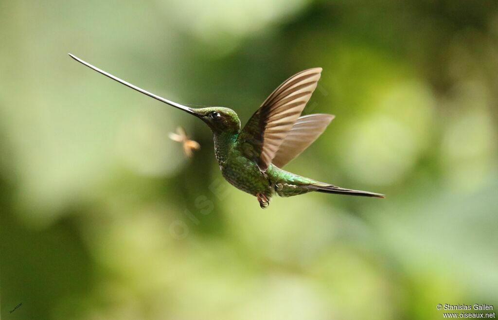 Colibri porte-épéeadulte, Vol