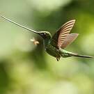 Colibri porte-épée