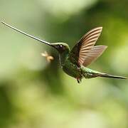 Sword-billed Hummingbird