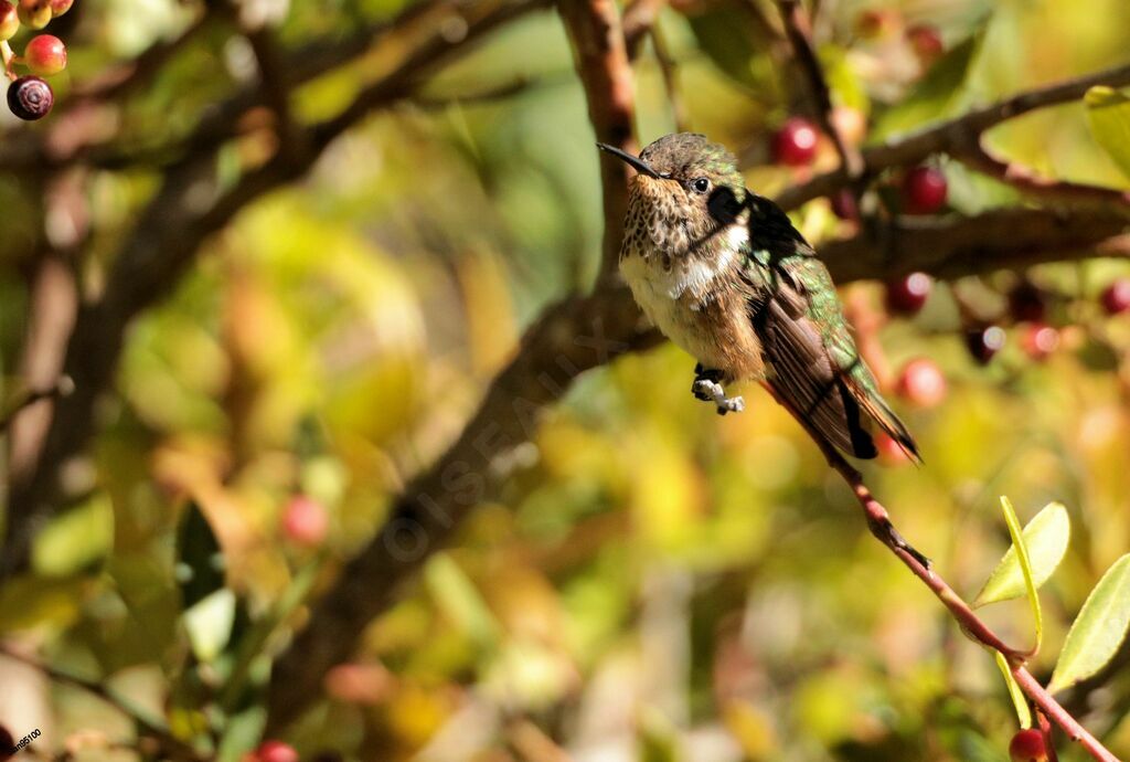 Colibri scintillant femelle adulte