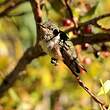 Colibri scintillant