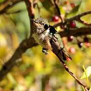 Scintillant Hummingbird