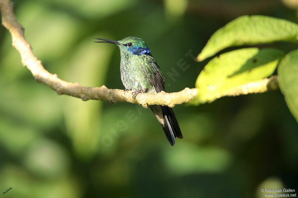 Mexican Violetearadult, song