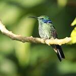 Colibri thalassin