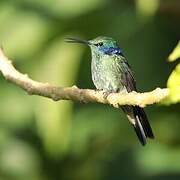 Colibri thalassin