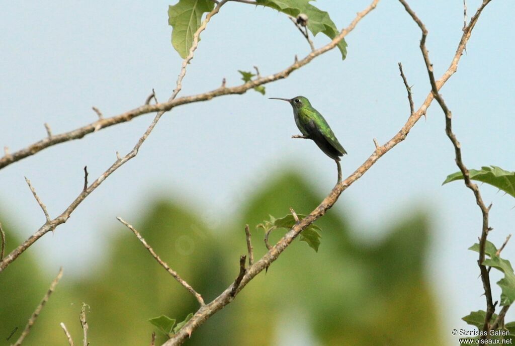 Green-tailed Goldenthroatadult