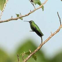 Colibri tout-vert