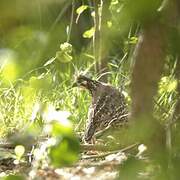 Crested Bobwhite