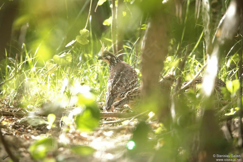 Crested Bobwhiteadult