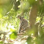 Crested Bobwhite