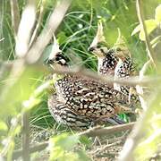 Crested Bobwhite