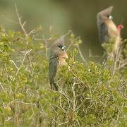 White-backed Mousebird