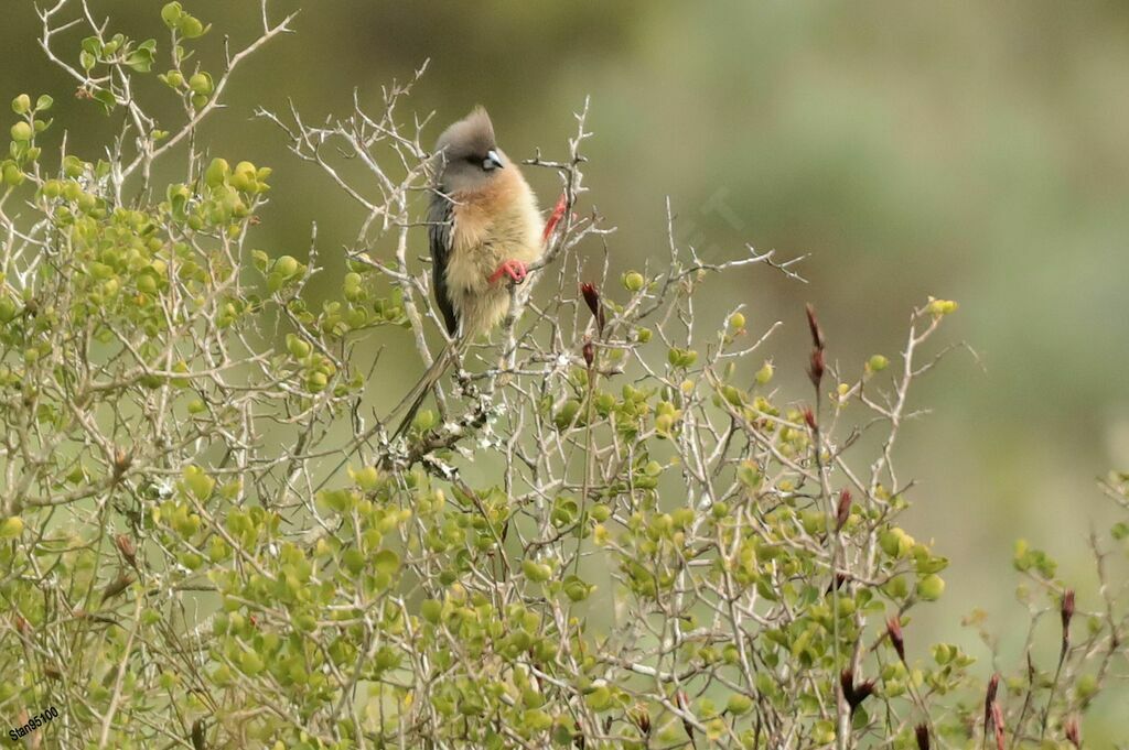 White-backed Mousebirdadult post breeding