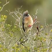 White-backed Mousebird