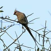 Blue-naped Mousebird