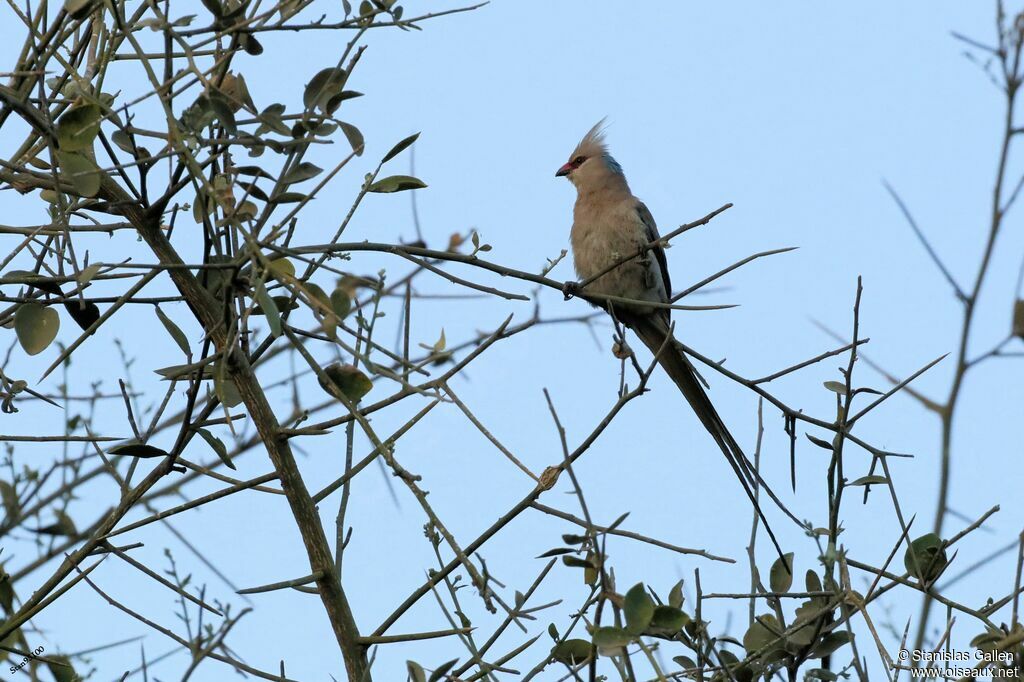 Blue-naped Mousebird