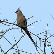 Blue-naped Mousebird