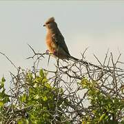 Red-faced Mousebird