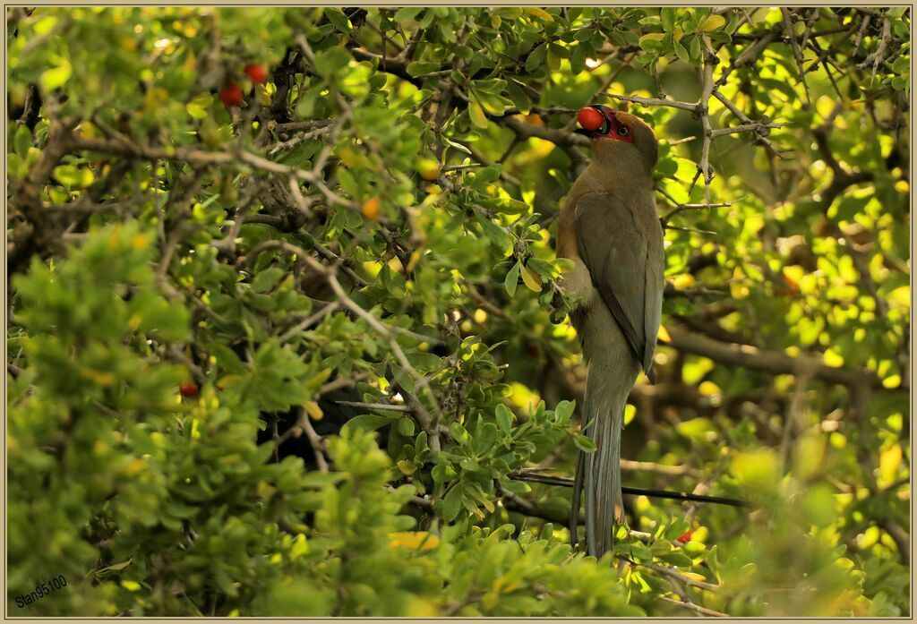 Red-faced Mousebirdadult, eats