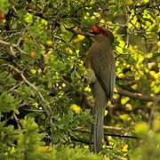 Red-faced Mousebird