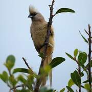 Speckled Mousebird