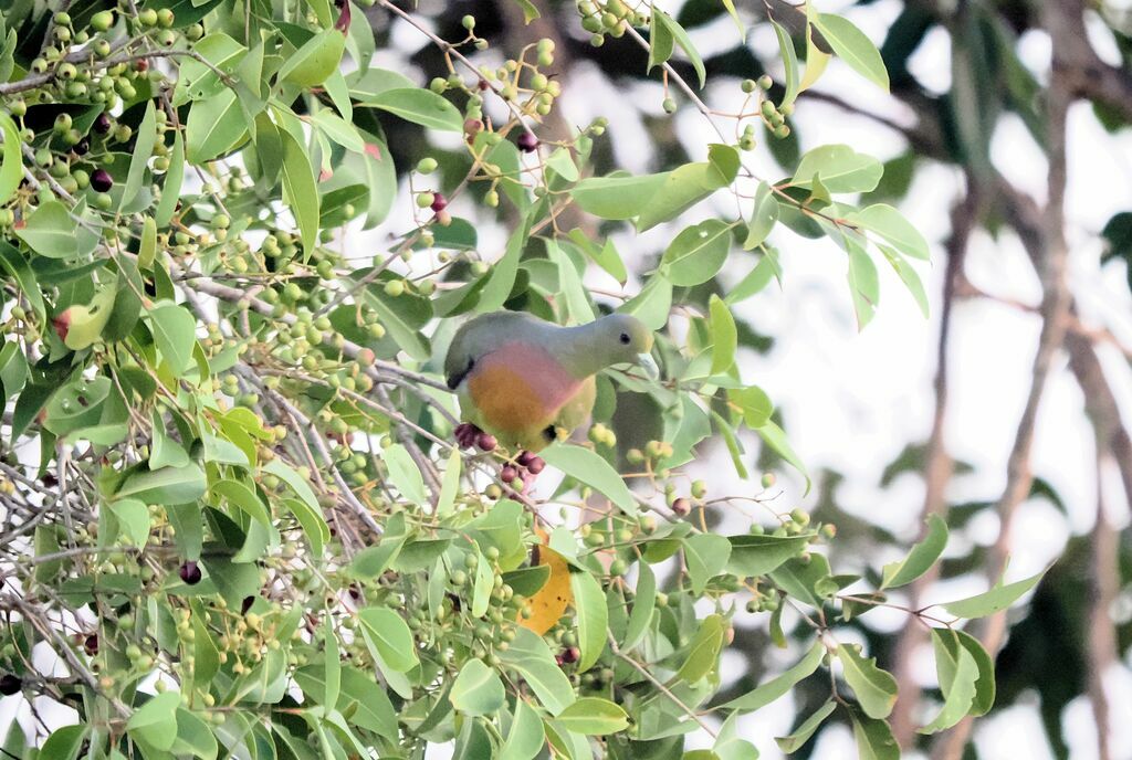 Orange-breasted Green Pigeon male adult breeding, eats