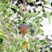 Orange-breasted Green Pigeon