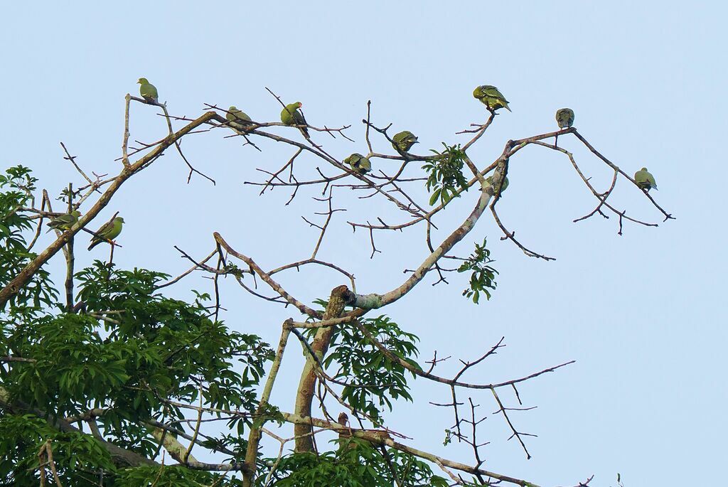 African Green Pigeonadult