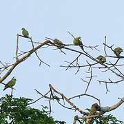 African Green Pigeon