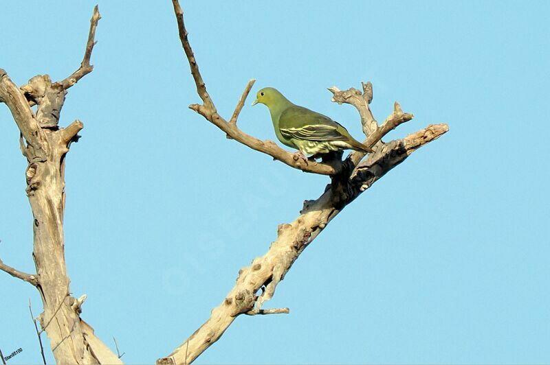 Sri Lanka Green Pigeon female adult