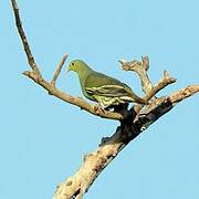 Sri Lanka Green Pigeon