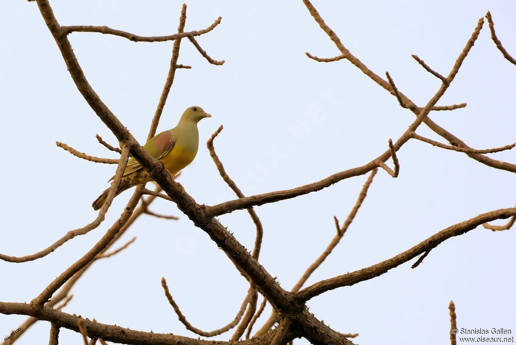 Bruce's Green Pigeonadult