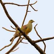 Bruce's Green Pigeon