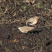 Black-winged Ground Dove