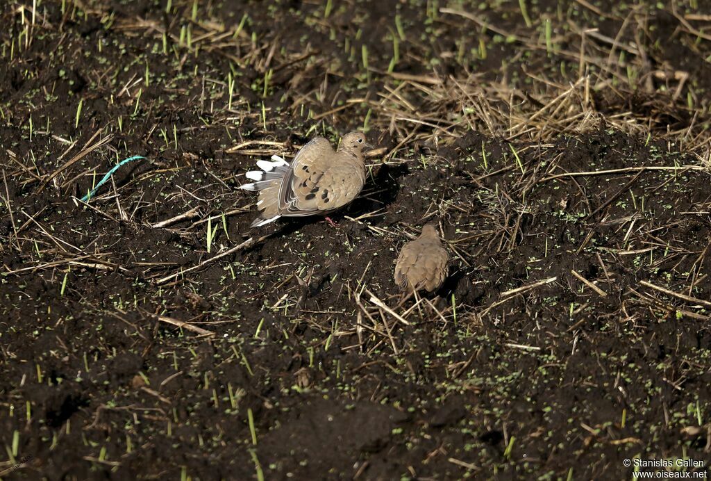 Black-winged Ground Doveadult, walking, eats