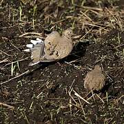 Black-winged Ground Dove