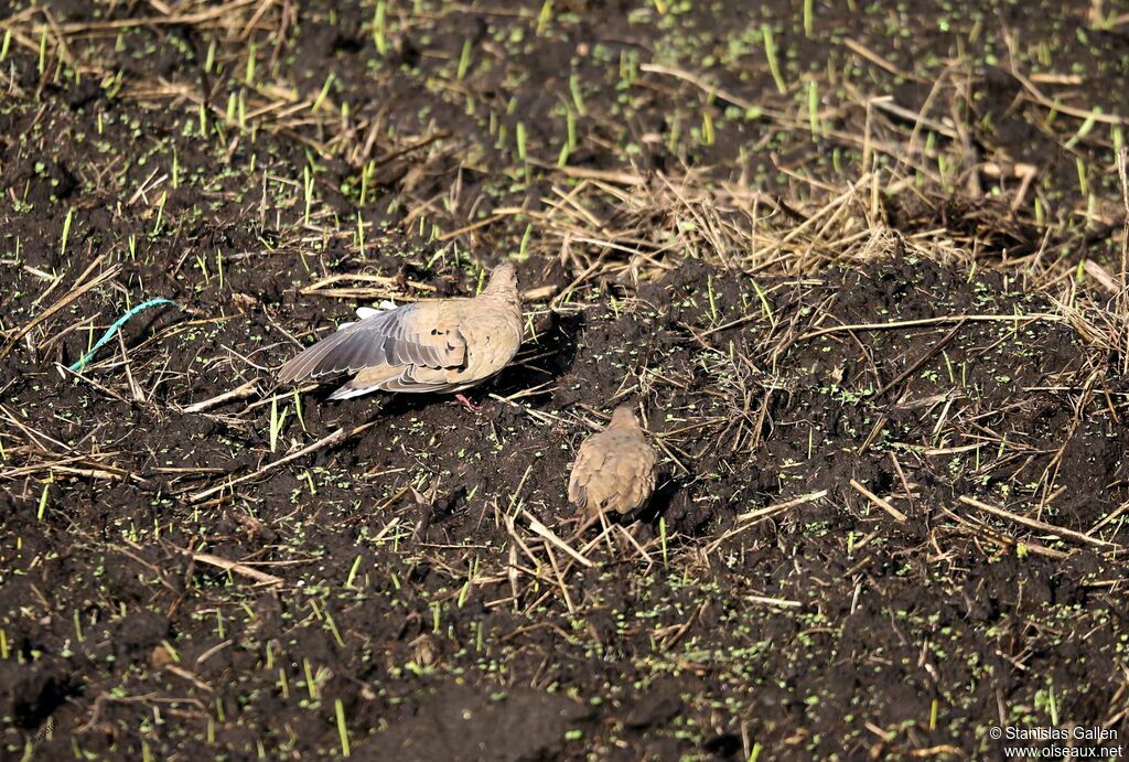 Black-winged Ground Doveadult, walking, eats