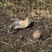 Black-winged Ground Dove