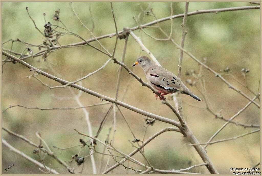 Croaking Ground Doveadult