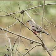 Croaking Ground Dove