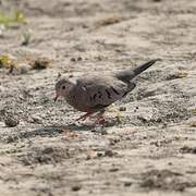 Common Ground Dove