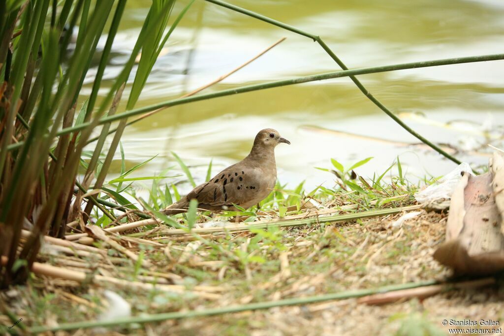 Ecuadorian Ground Doveadult, walking