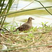 Ecuadorian Ground Dove