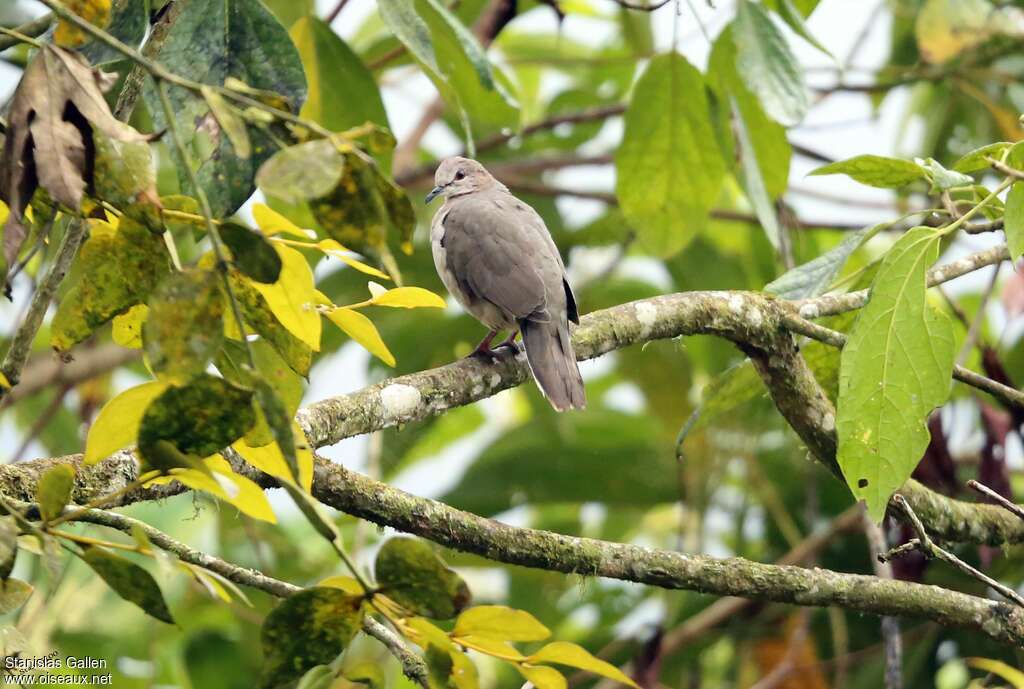 White-tipped Doveadult, habitat