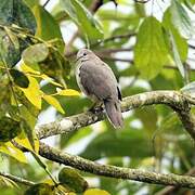 White-tipped Dove