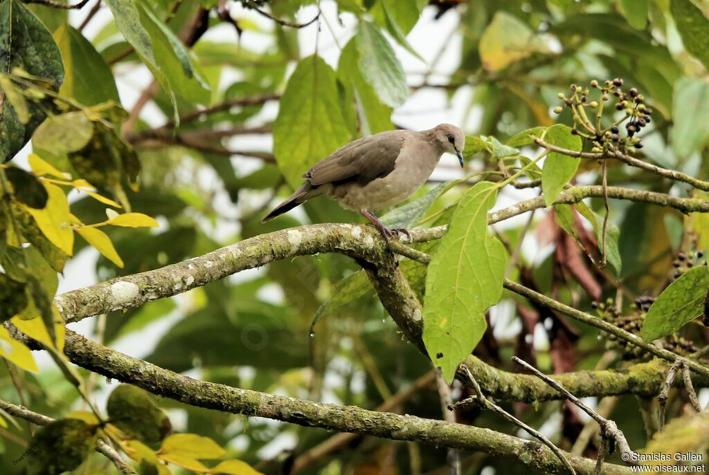 White-tipped Doveadult