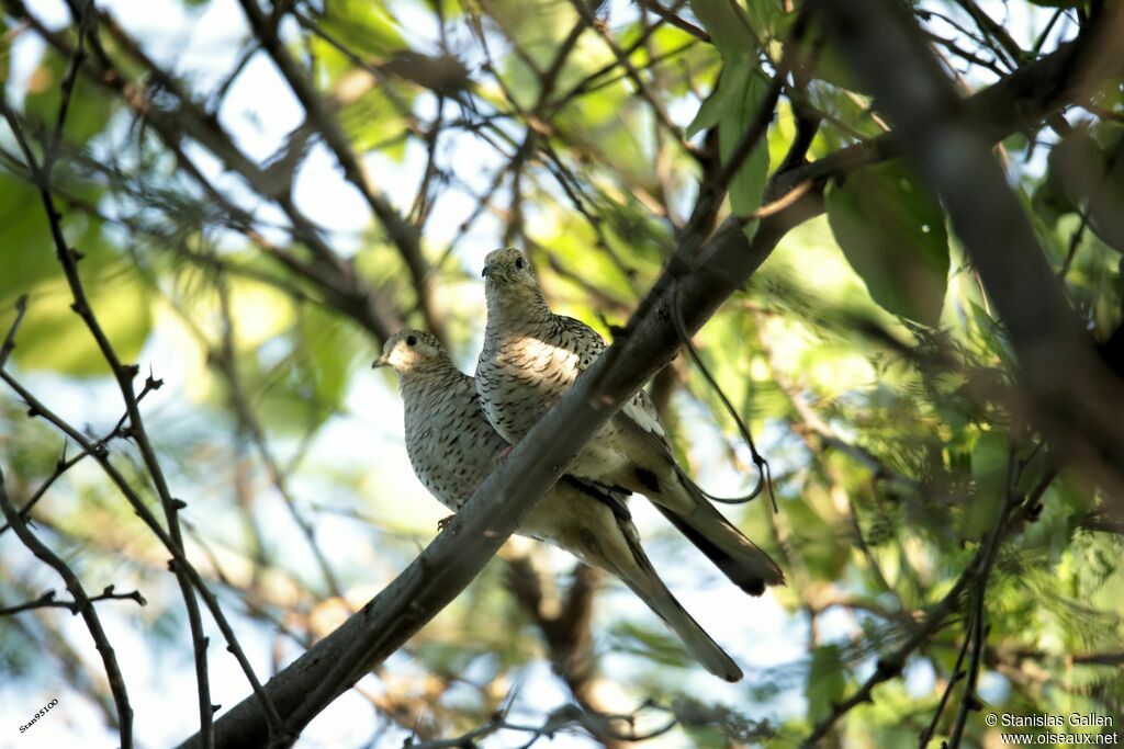 Scaled Doveadult breeding